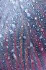USA, Washington State, Sammamish. Frost and frozen rain drops on Canna Lily leaves Abstract Art Print